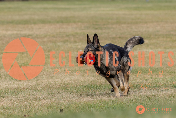 K9ForceCup2025-4134