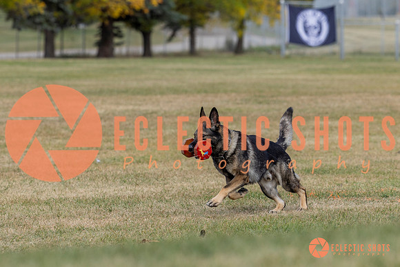K9ForceCup2025-4136