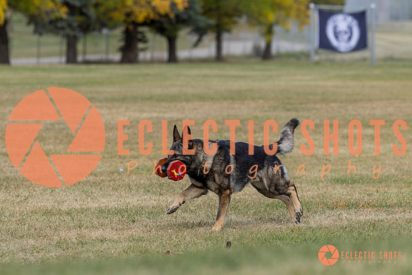K9ForceCup2025-4138