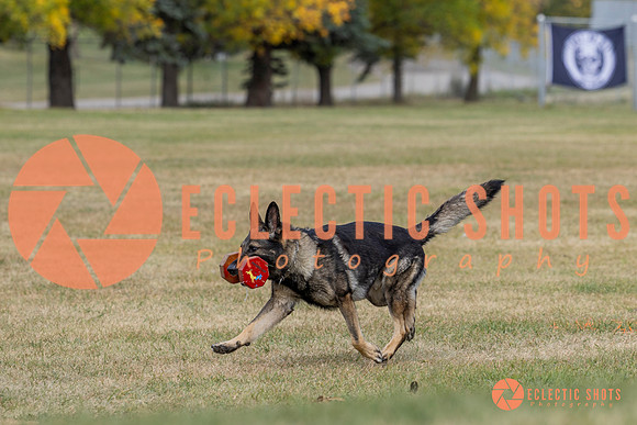 K9ForceCup2025-4140