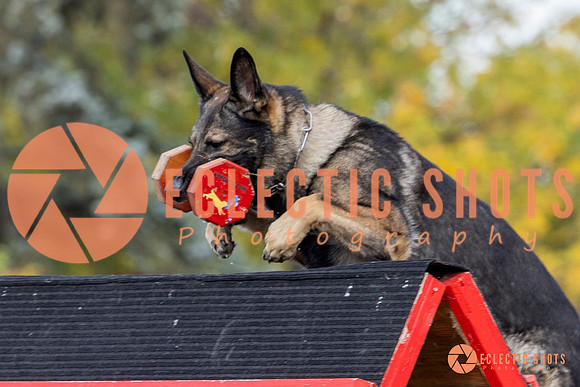 K9ForceCup2025-4156