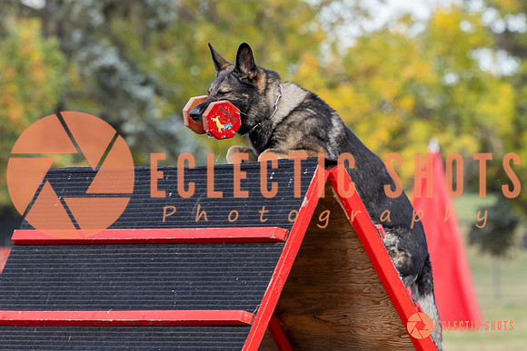 K9ForceCup2025-4155