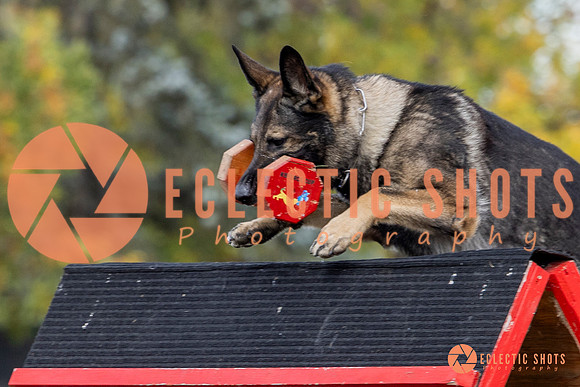 K9ForceCup2025-4157