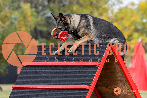 K9ForceCup2025-4158