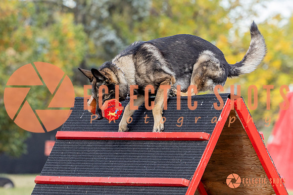 K9ForceCup2025-4161