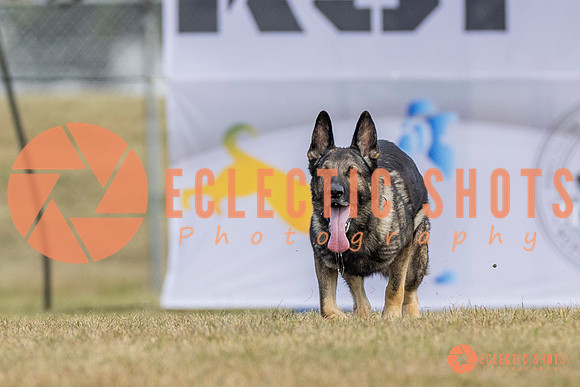 K9ForceCup2025-5253