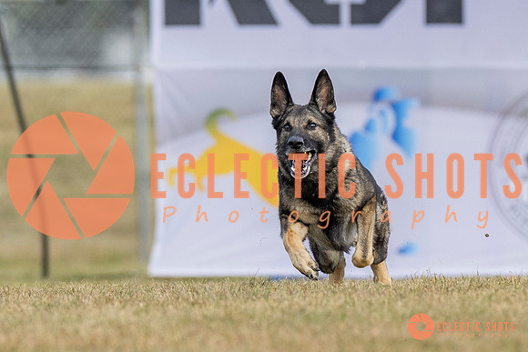 K9ForceCup2025-5255