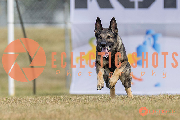 K9ForceCup2025-5262