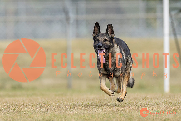 K9ForceCup2025-5282