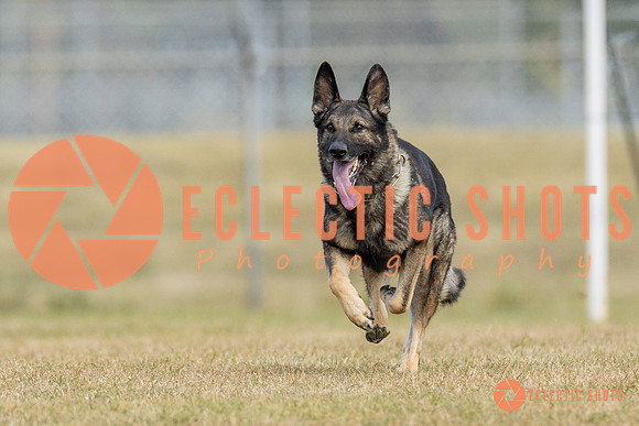 K9ForceCup2025-5283