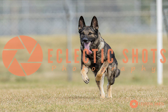 K9ForceCup2025-5284