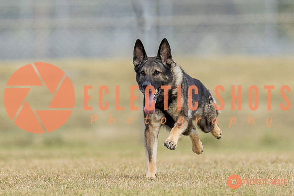K9ForceCup2025-5286