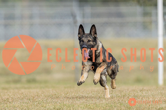 K9ForceCup2025-5285