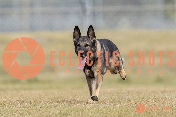 K9ForceCup2025-5287