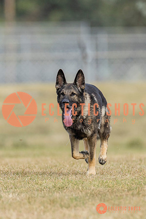 K9ForceCup2025-5289