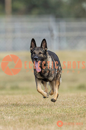 K9ForceCup2025-5290