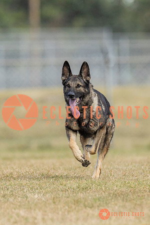 K9ForceCup2025-5291