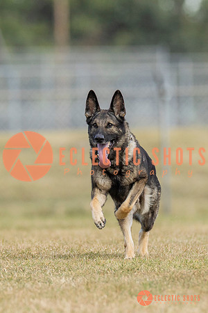 K9ForceCup2025-5292