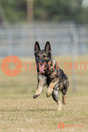 K9ForceCup2025-5293