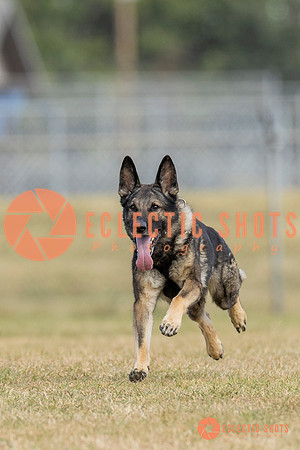 K9ForceCup2025-5294