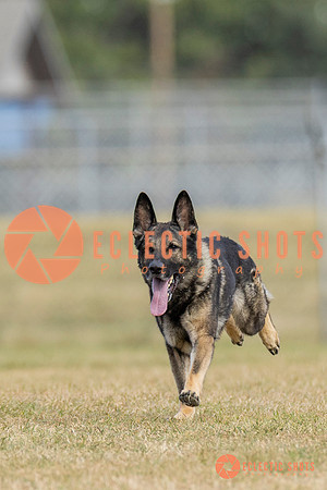 K9ForceCup2025-5295
