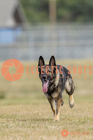 K9ForceCup2025-5296