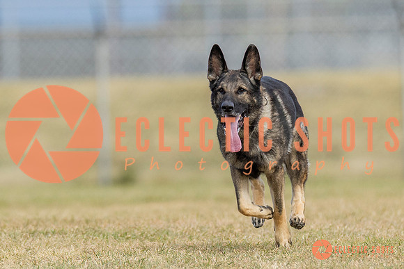 K9ForceCup2025-5297