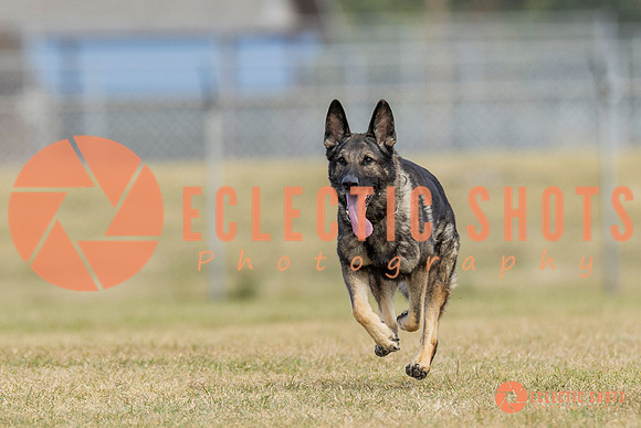 K9ForceCup2025-5298