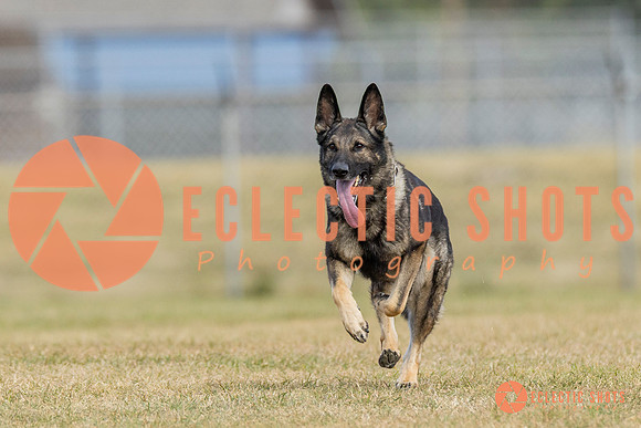 K9ForceCup2025-5299