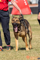 K9ForceCup2025-0954