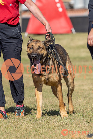 K9ForceCup2025-0954