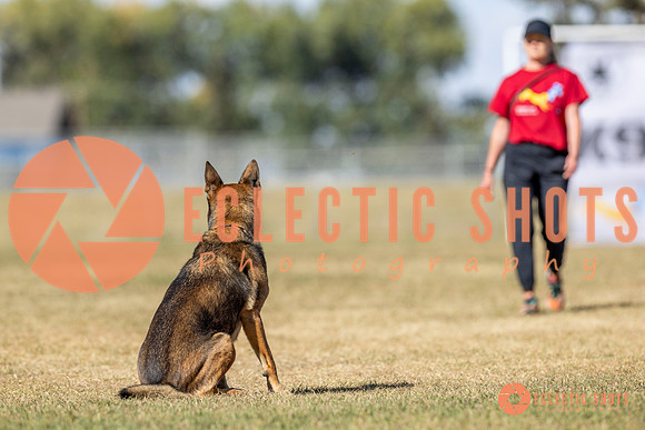 K9ForceCup2025-3040