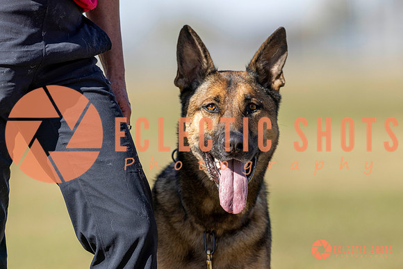 K9ForceCup2025-3420