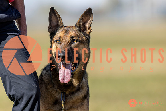 K9ForceCup2025-3416
