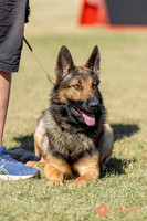 K9ForceCup2025-1044