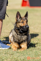 K9ForceCup2025-1048