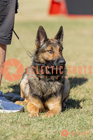 K9ForceCup2025-1048
