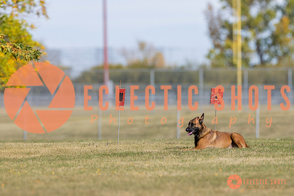 2025K9ForceCup-3587
