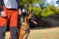 2025K9ForceCup-3531