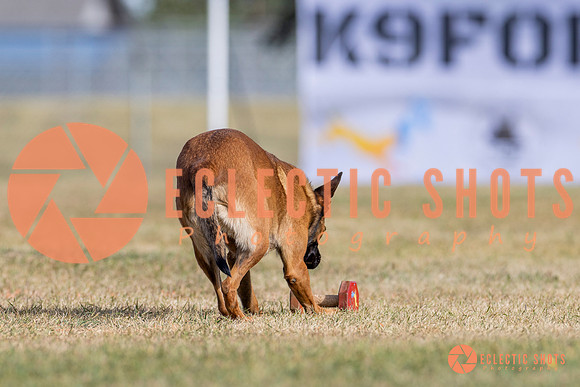 2025K9ForceCup-3797