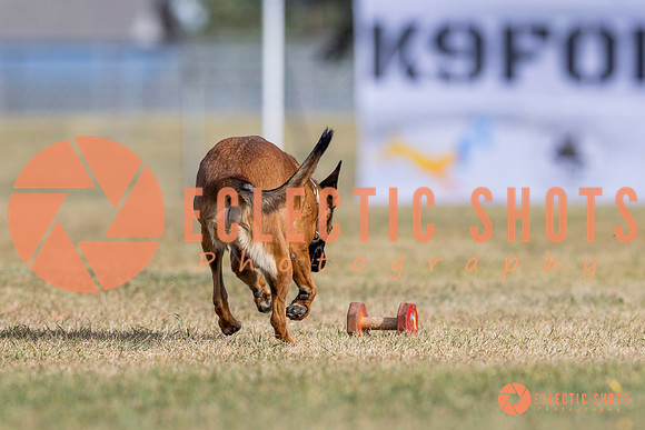 2025K9ForceCup-3795