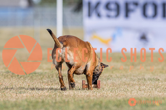 2025K9ForceCup-3799
