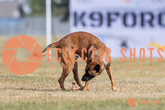 2025K9ForceCup-3806