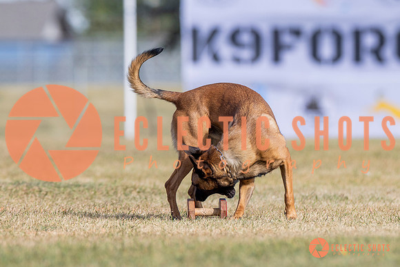 2025K9ForceCup-3810