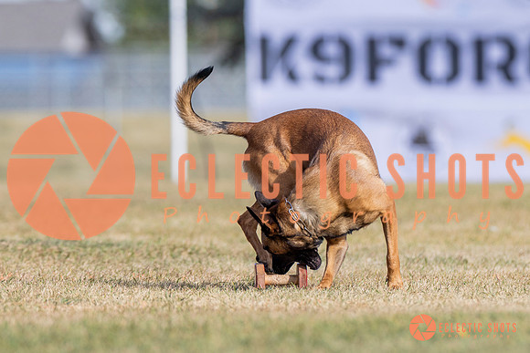 2025K9ForceCup-3811