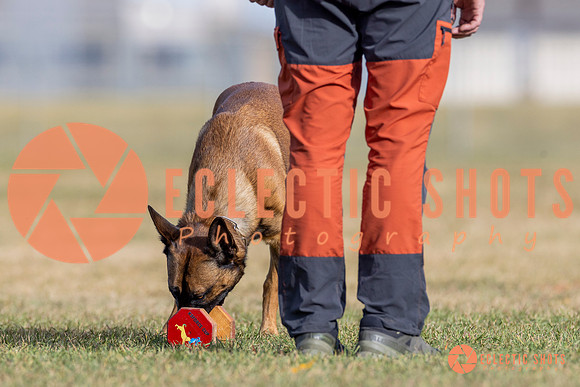 2025K9ForceCup-3840