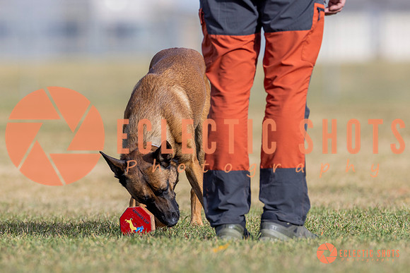 2025K9ForceCup-3842