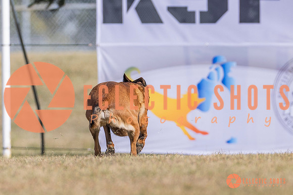 2025K9ForceCup-3867