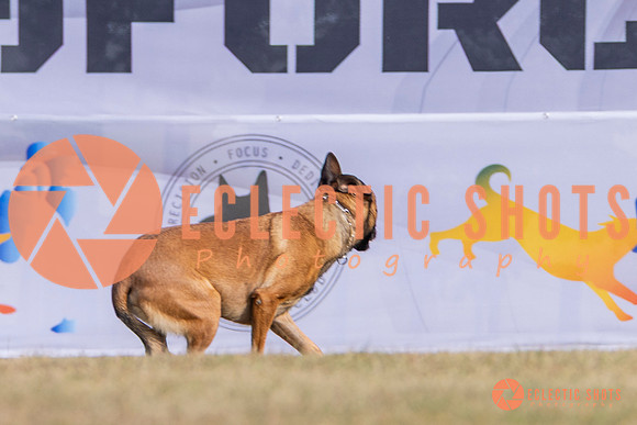2025K9ForceCup-3902