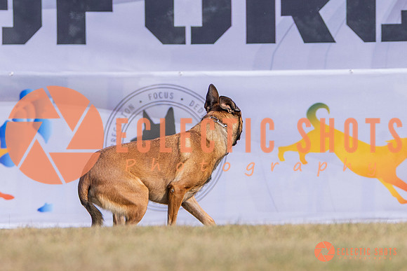 2025K9ForceCup-3904